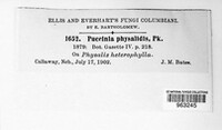 Puccinia physalidis image